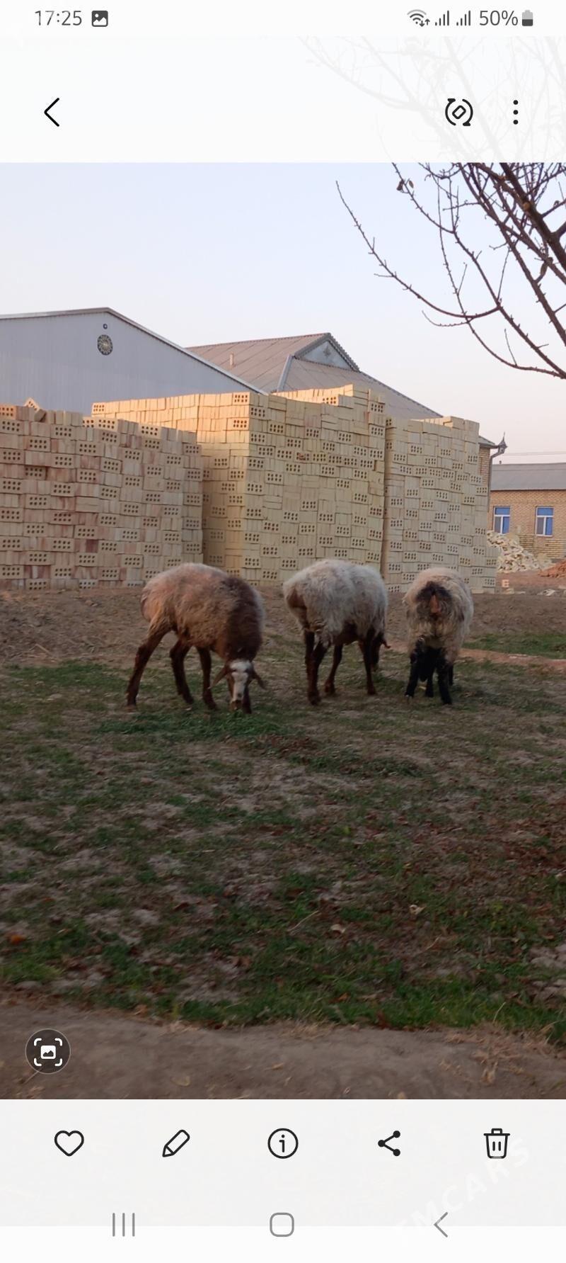 tokly - Векильбазар - img 9