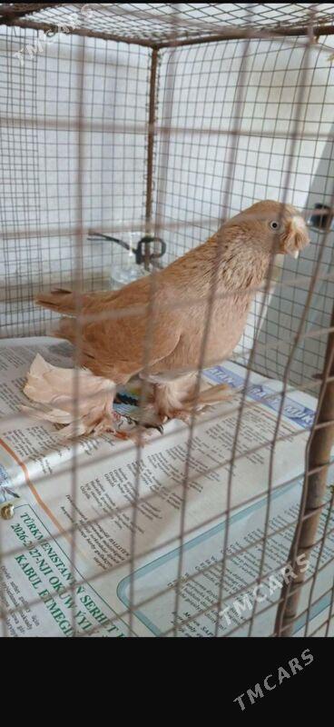 Кепдер - Туркменабат - img 1