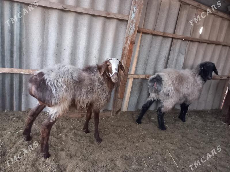 tokly - Векильбазар - img 2