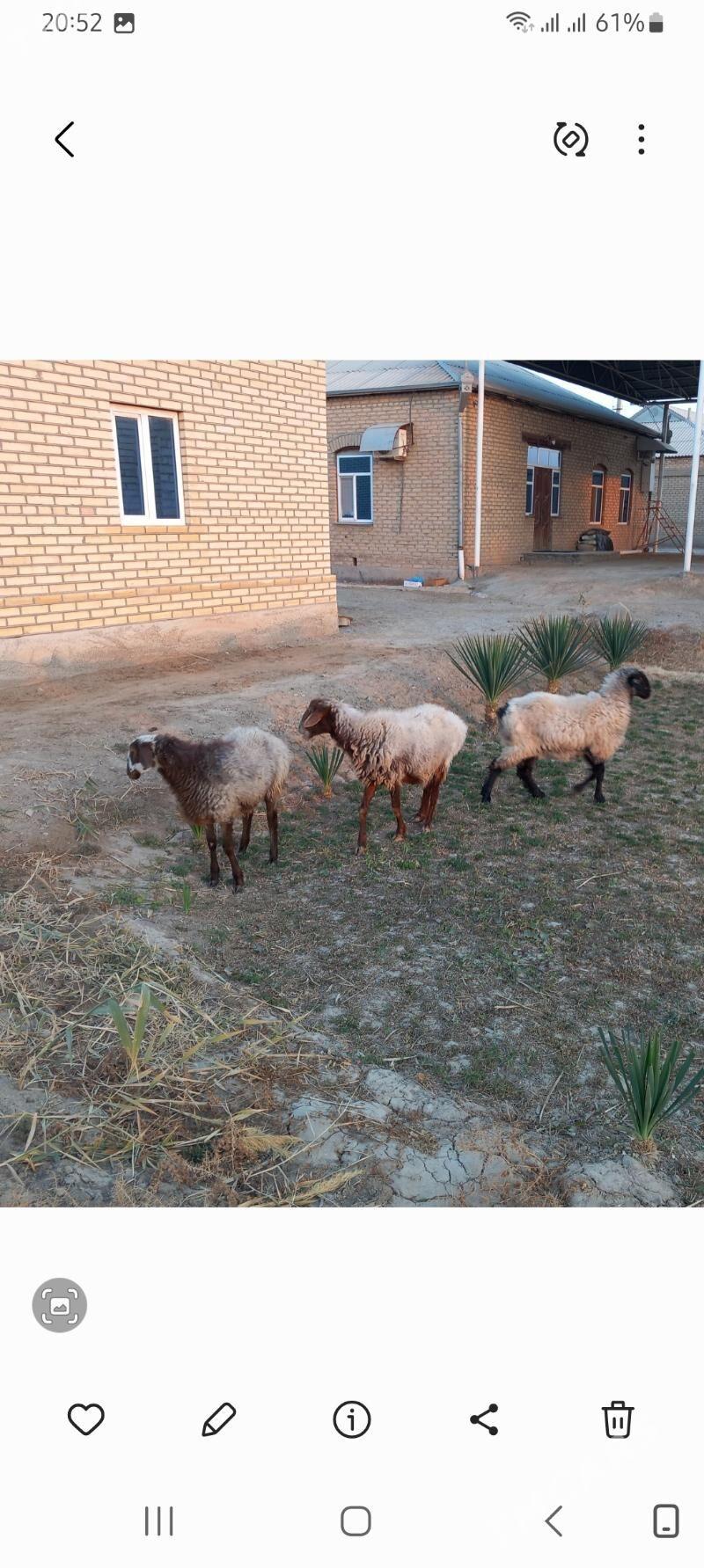 tokly - Векильбазар - img 8