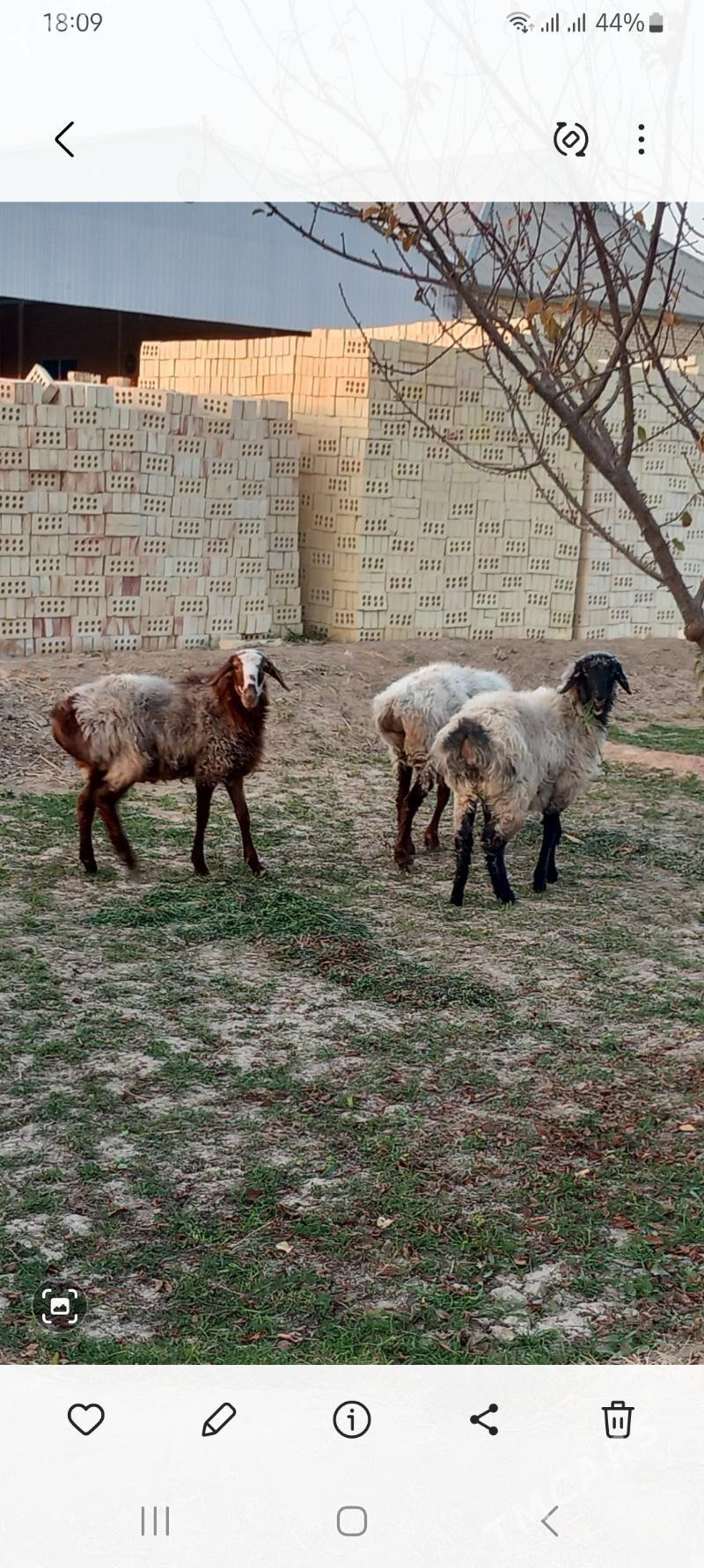 tokly - Векильбазар - img 6