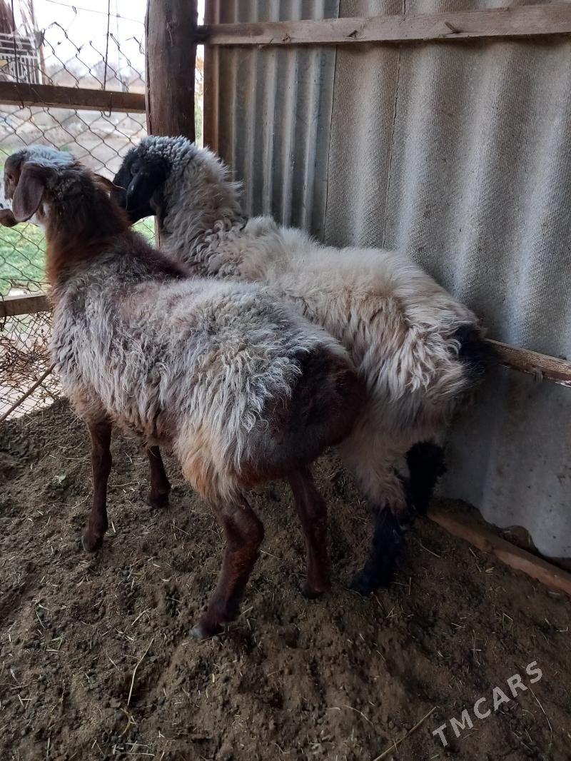 tokly - Векильбазар - img 10