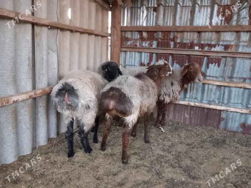 tokly - Векильбазар - img 1