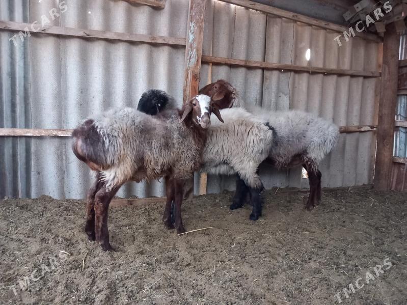 tokly - Векильбазар - img 5