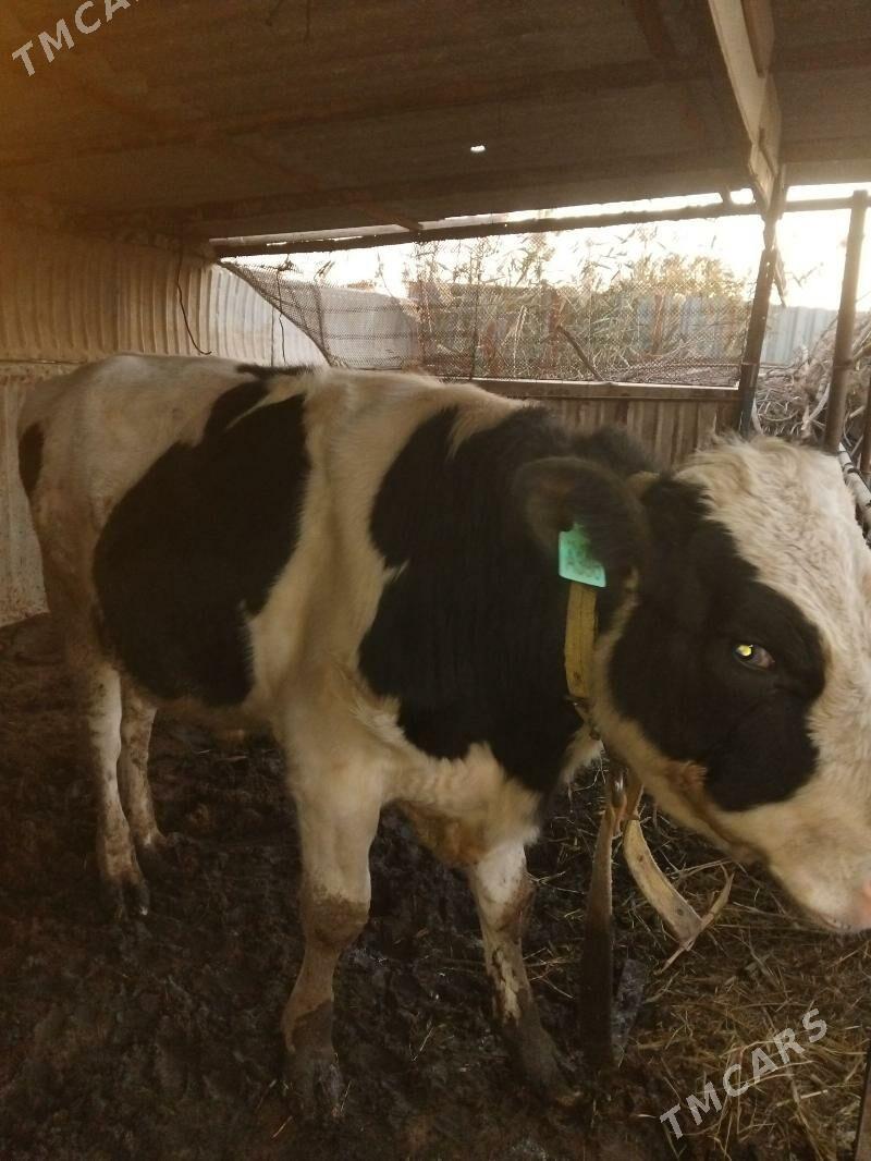 Okuz galastein - Мары - img 2