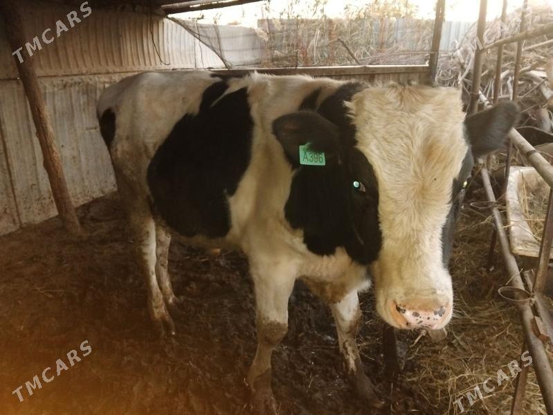 Okuz galastein - Мары - img 3