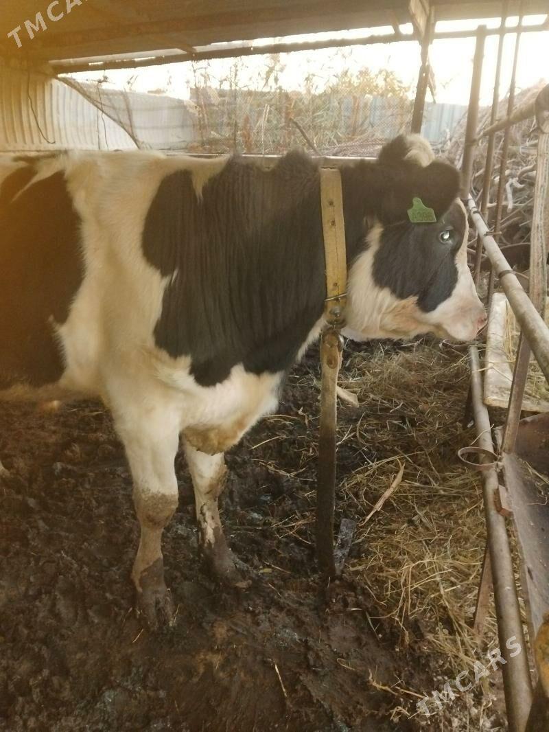 Okuz galastein - Мары - img 1