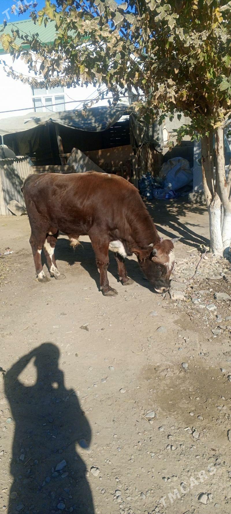 okiz - Гарадамак Шор - img 1