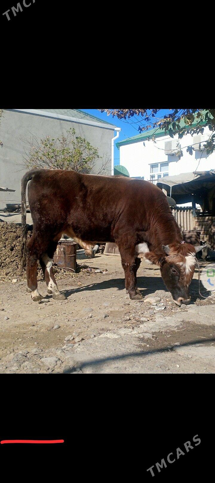 okiz - Гарадамак Шор - img 3