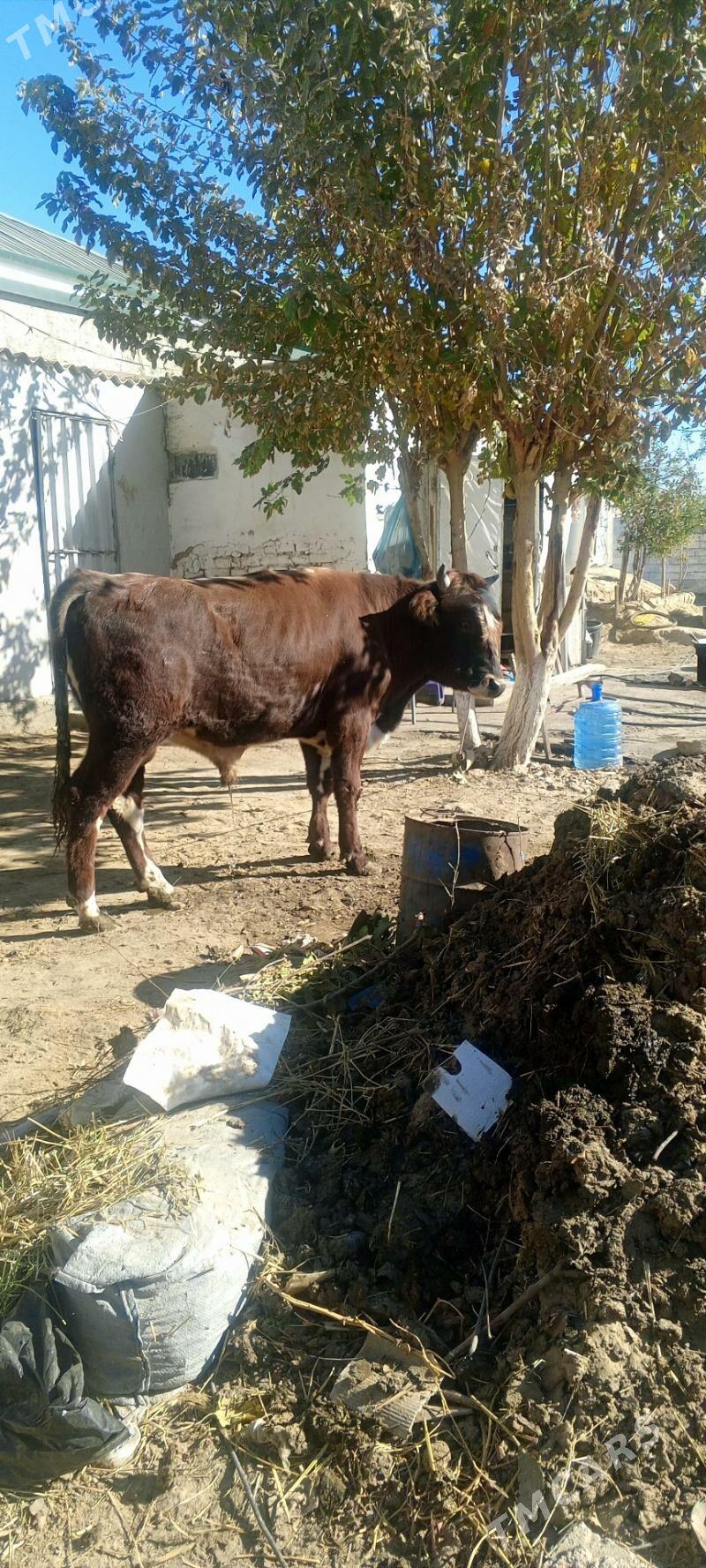 okiz - Гарадамак Шор - img 2