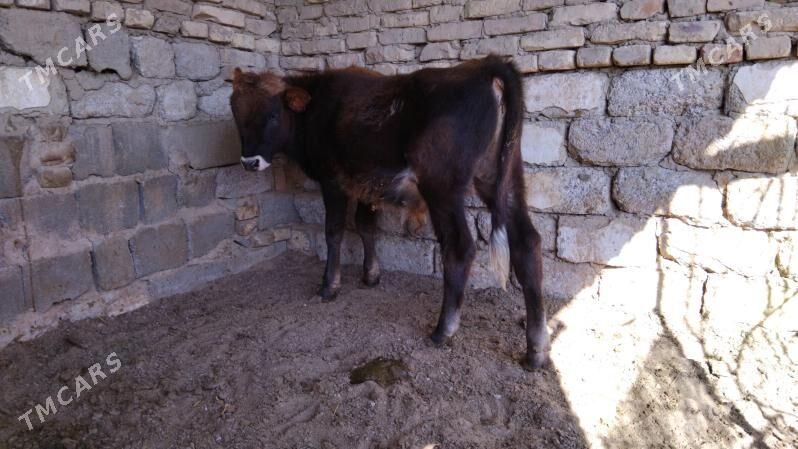 OKÚZ ŞWES TOHIM MAL - Aşgabat - img 1