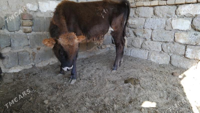 OKÚZ ŞWES TOHIM MAL - Aşgabat - img 2