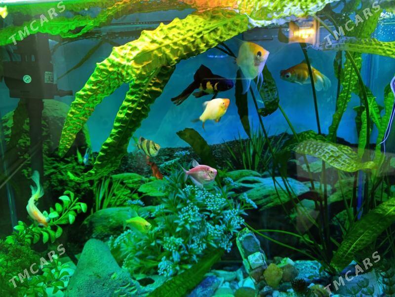 Аквариум рыбки - Бузмеин - img 4
