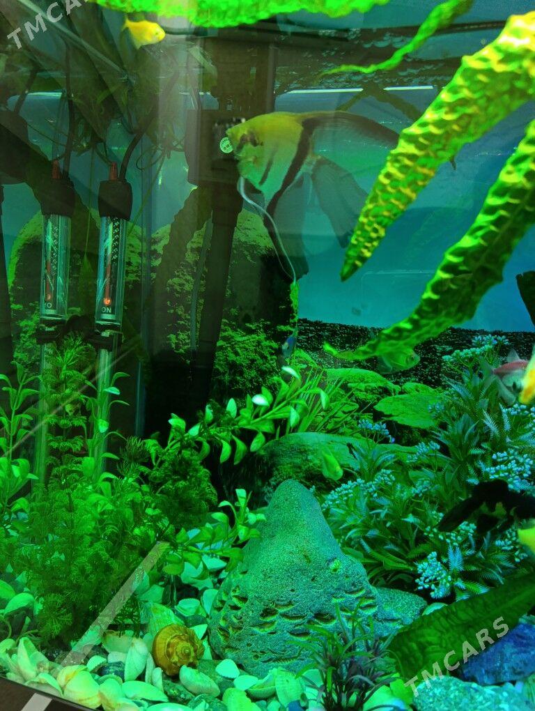 Аквариум рыбки - Бузмеин - img 5