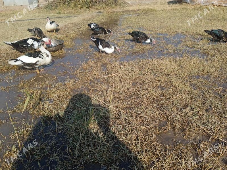 ördekler - Туркменгала - img 3