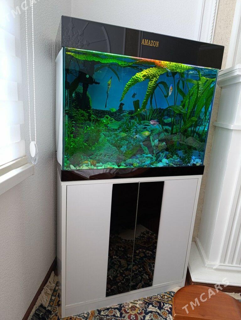 Аквариум рыбки - Бузмеин - img 2