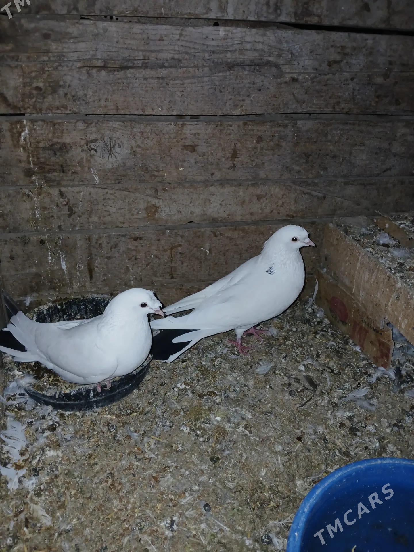 Kepderi - Sakarçäge - img 3