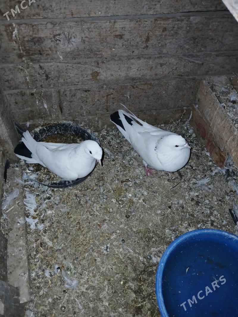 Kepderi - Sakarçäge - img 2