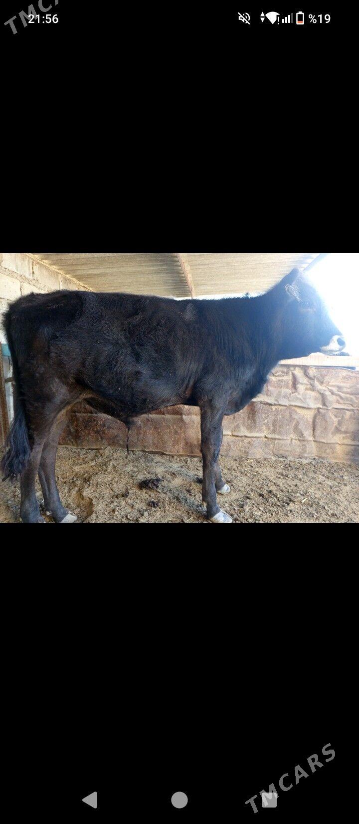 Öküzçe - Esenguly - img 3