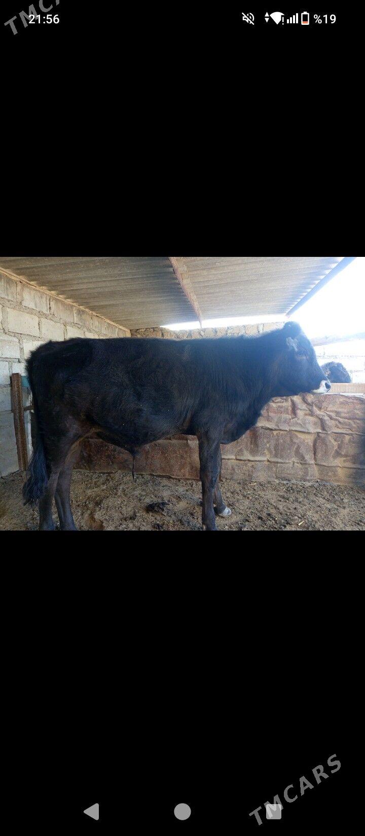 Öküzçe - Esenguly - img 1