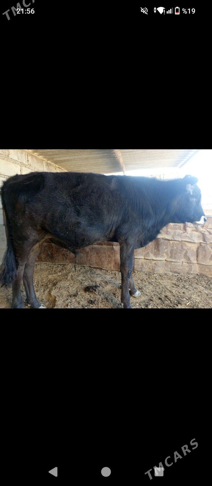 Öküzçe - Esenguly - img 2