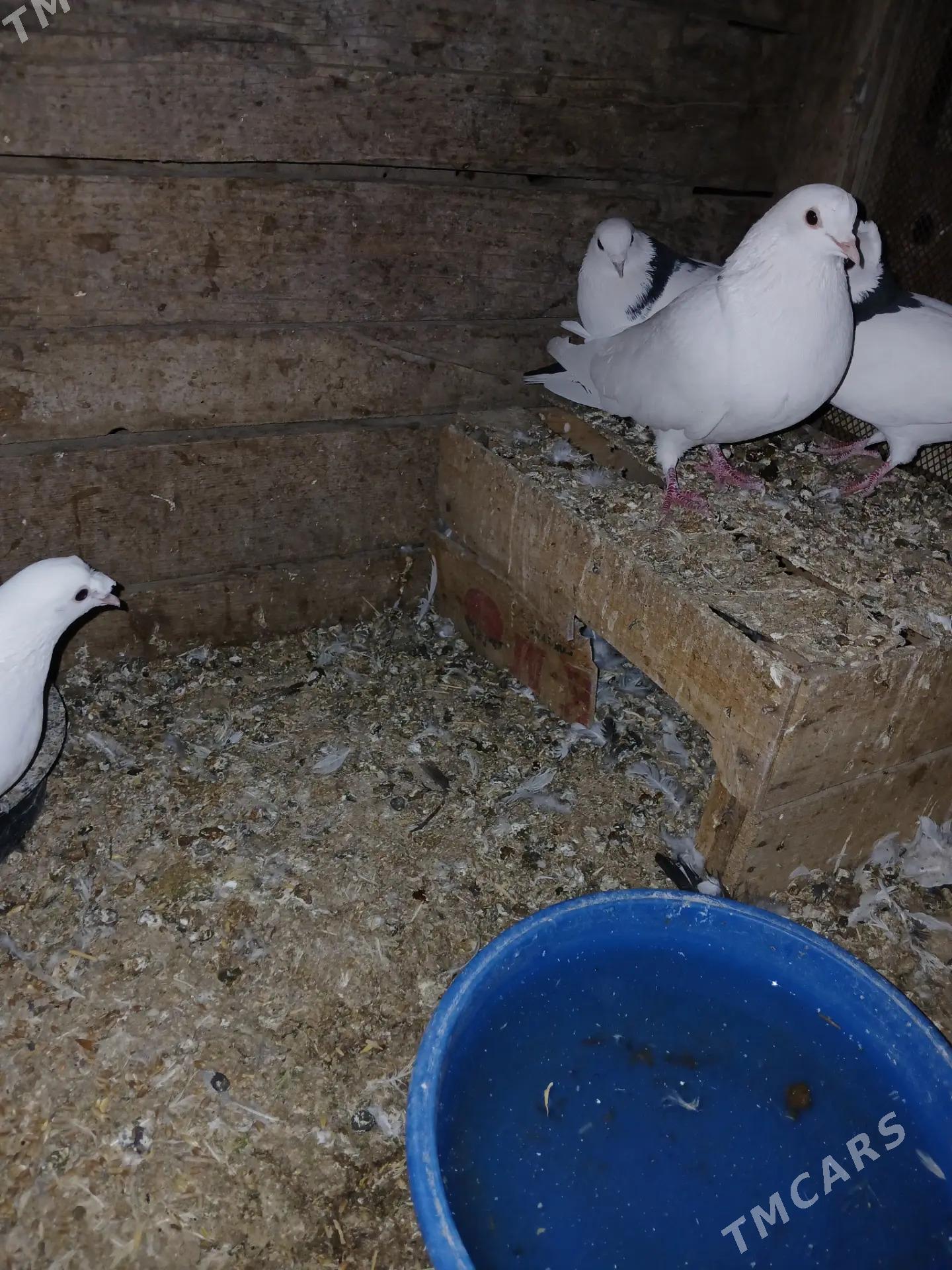 Kepderi - Sakarçäge - img 4