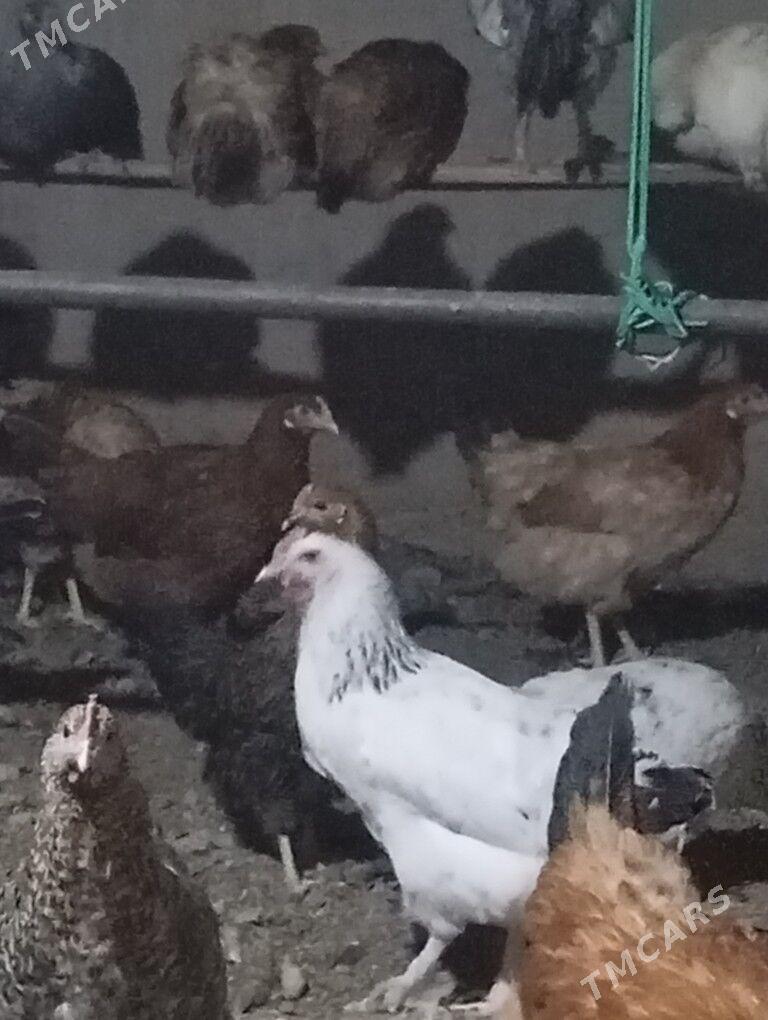 towuk - Кака - img 2