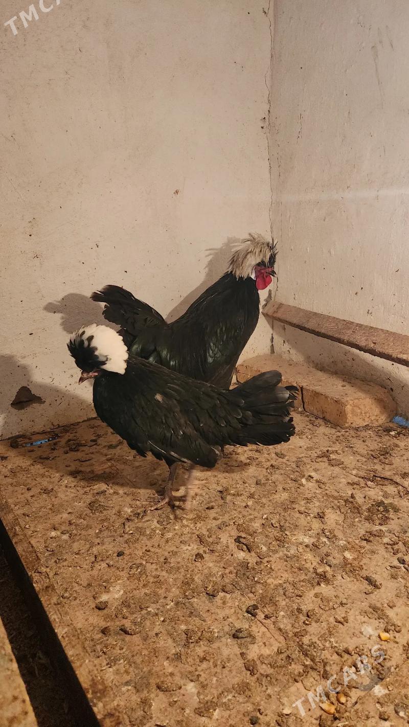 fizan arginal satlyk 1 para - Сакар - img 2