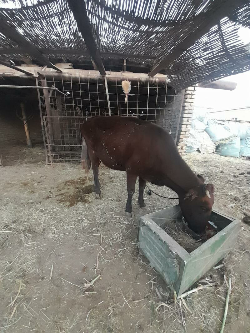 gololi sygyr - Мары - img 3