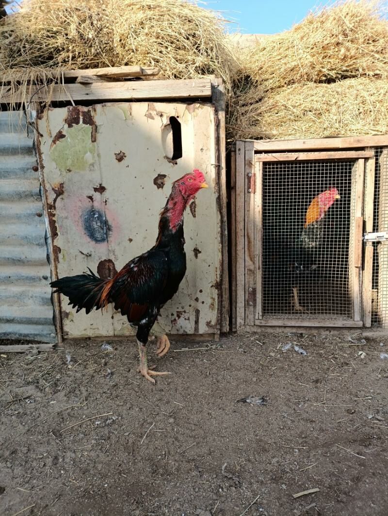 horaz - Фарап - img 1