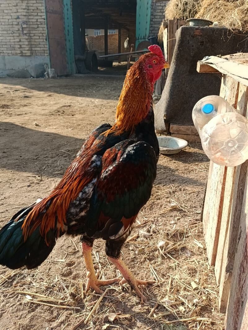 horaz - Фарап - img 2