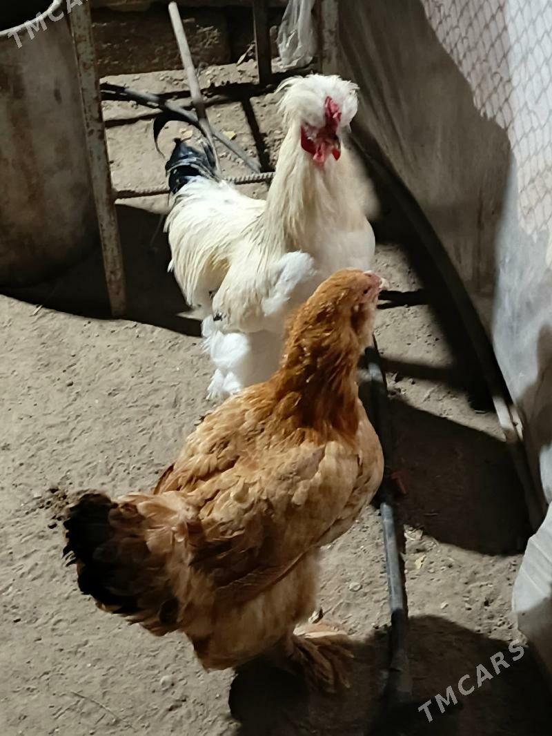 horaz - Гёкдже - img 2