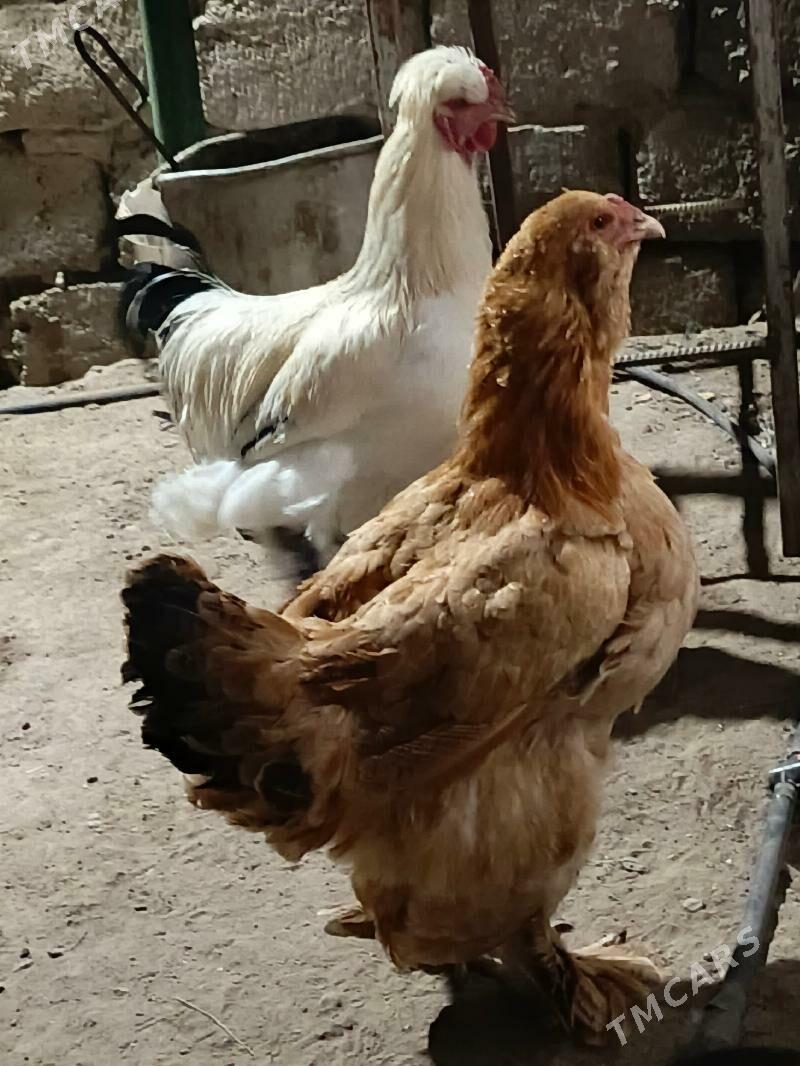 horaz - Гёкдже - img 1