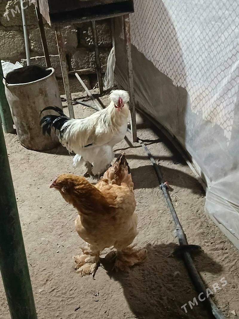 horaz - Гёкдже - img 3