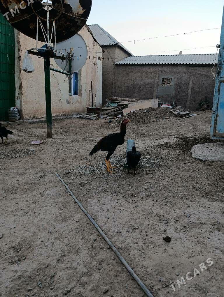 Baýes Horaz - Tejen - img 3