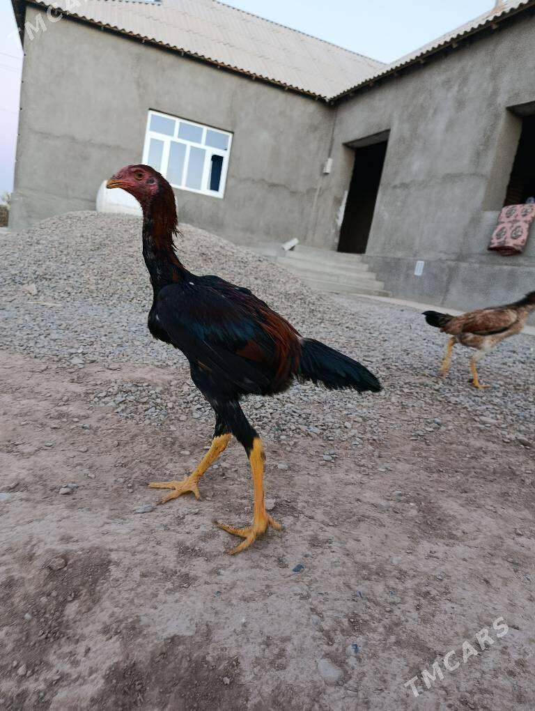 Baýes Horaz - Tejen - img 1