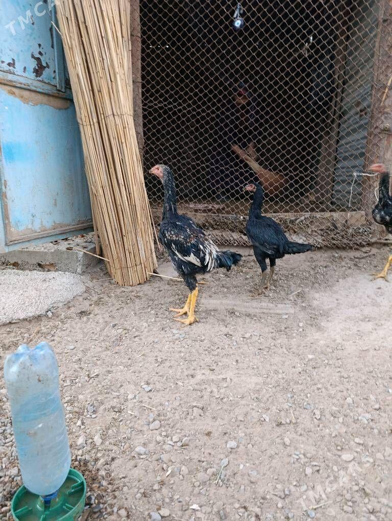 Baýes Horaz - Tejen - img 2