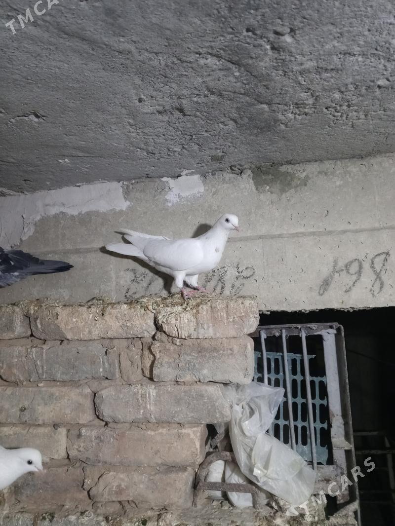 kepder - Ашхабад - img 2