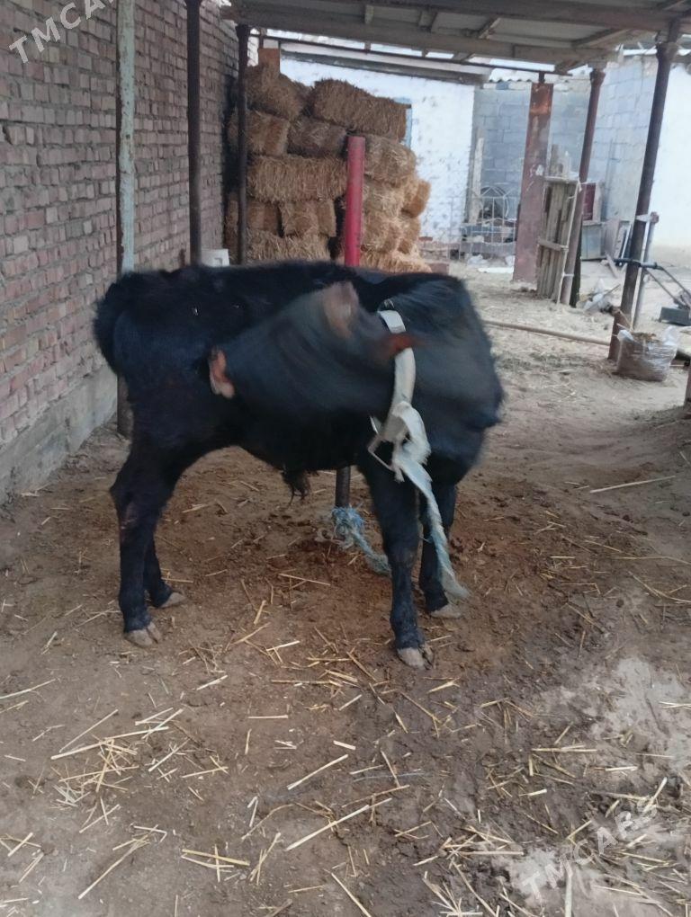 okuz - Бахарден - img 2