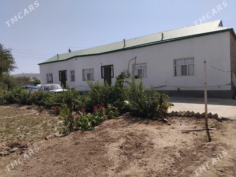 saltyk jay - Tejen - img 5