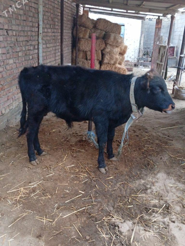 okuz - Бахарден - img 3