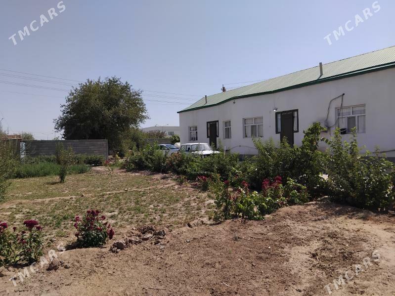 saltyk jay - Tejen - img 2