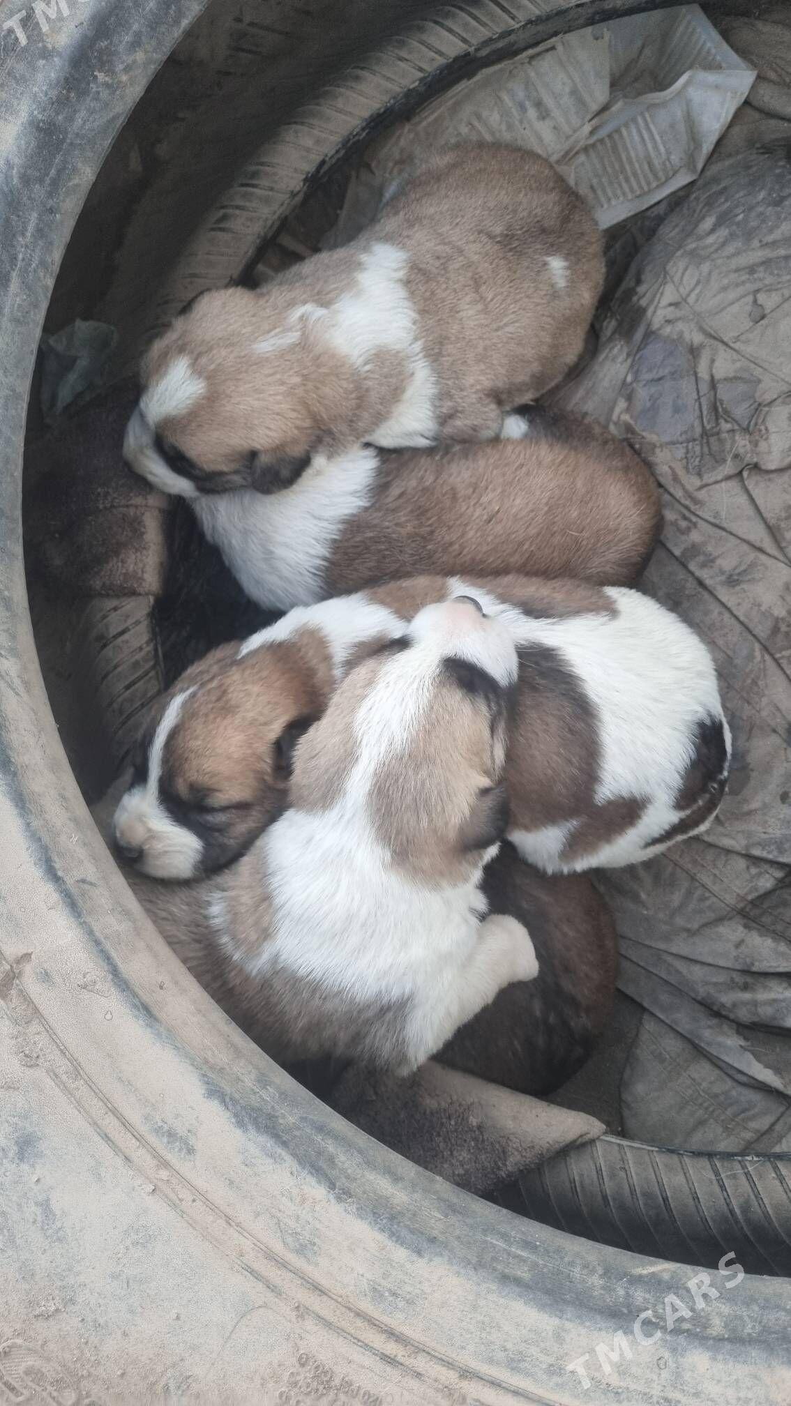 В дорые руки шенки - Туркменабат - img 3