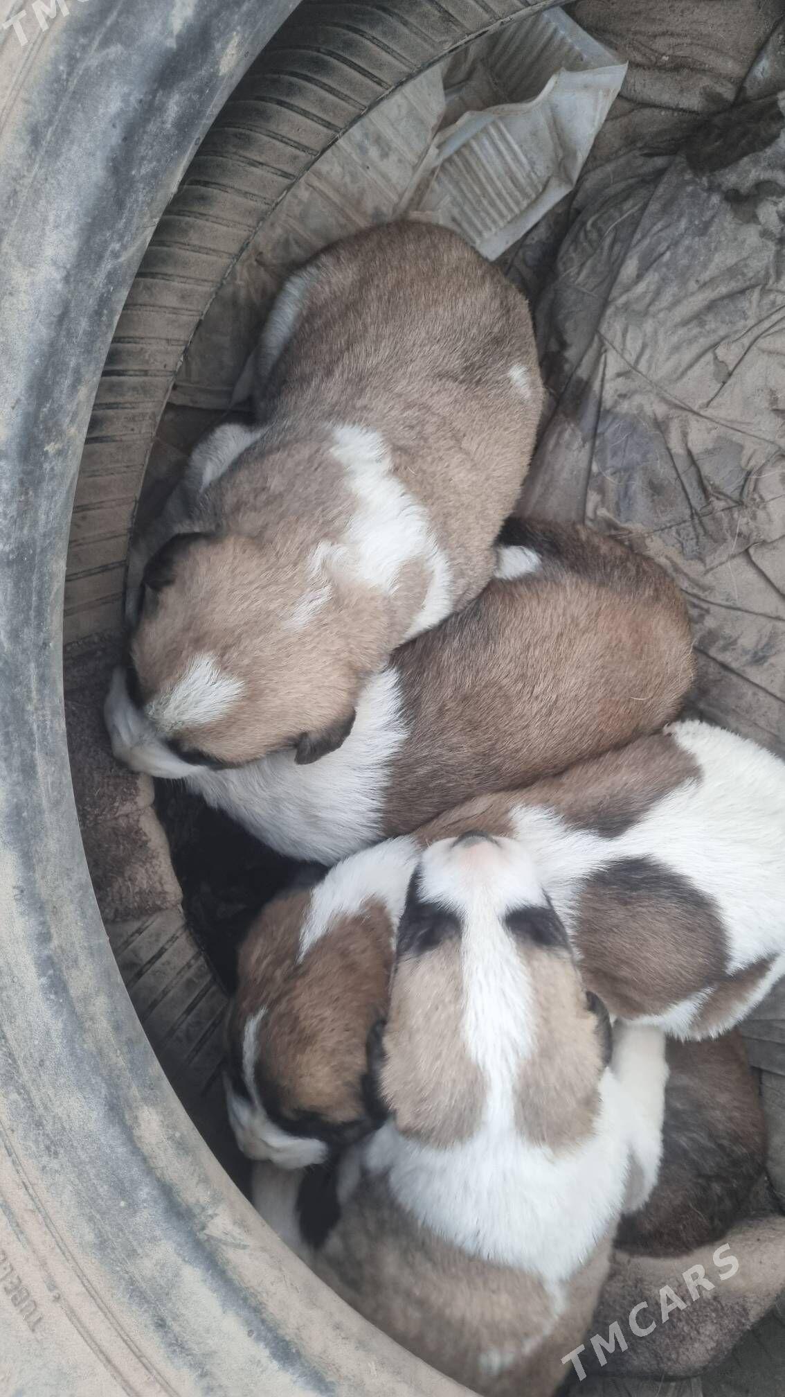 В дорые руки шенки - Туркменабат - img 2