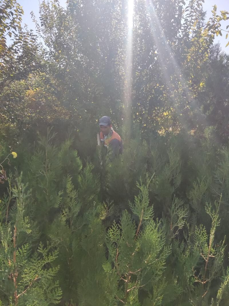 Zabornik Tuya Yolka Ёлка - Aşgabat - img 2