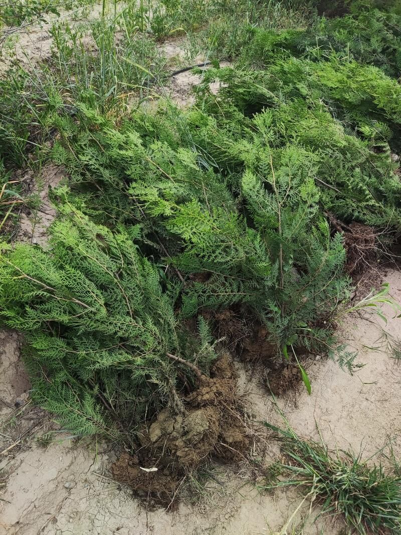 Zabornik Tuya Yolka Ёлка - Aşgabat - img 3