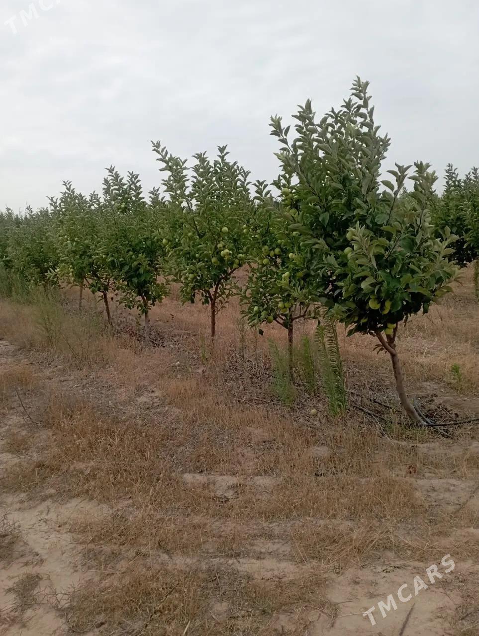 Satlyk teplissa we bagçylyk - Кака - img 4