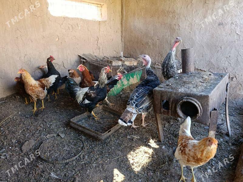 Towuk Hozar - Oguz han - img 1