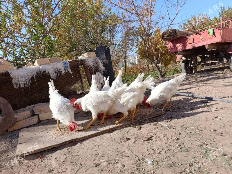 Towuk Hozar - Oguz han - img 5