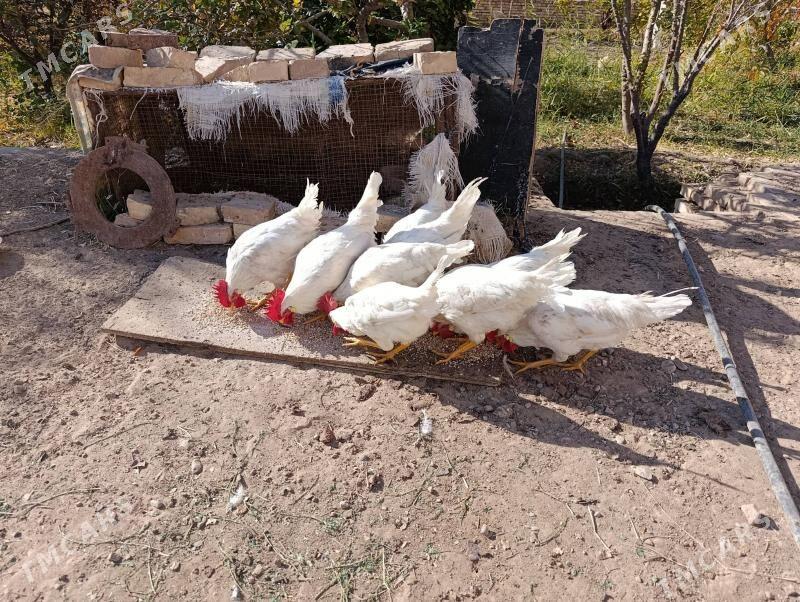 Towuk Hozar - Oguz han - img 6